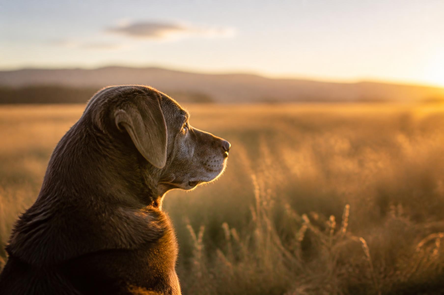 An older dog looking out over an open meadow at golden hour